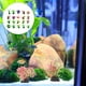 thumbnail image 4 of 20 piezas de plantas acuáticas artificiales de hierba para acuario (estilo mixto), 4 of 8