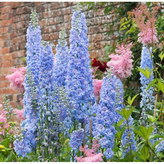 Mother Nature's Seeds 200 Delphinium Blue Bell Wildflower Plant Seeds