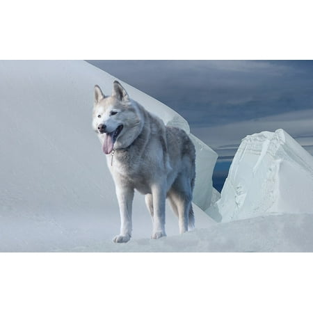 LAMINATED POSTER Husky Winter Climate Dog Ice Age Cold Glacier Poster Print 24 x