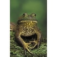 thumbnail image 2 of Tk0657  Thomas Kitchin; American Bullfrog. North America. Rana Catesbeiana. Poster Print, 2 of 2