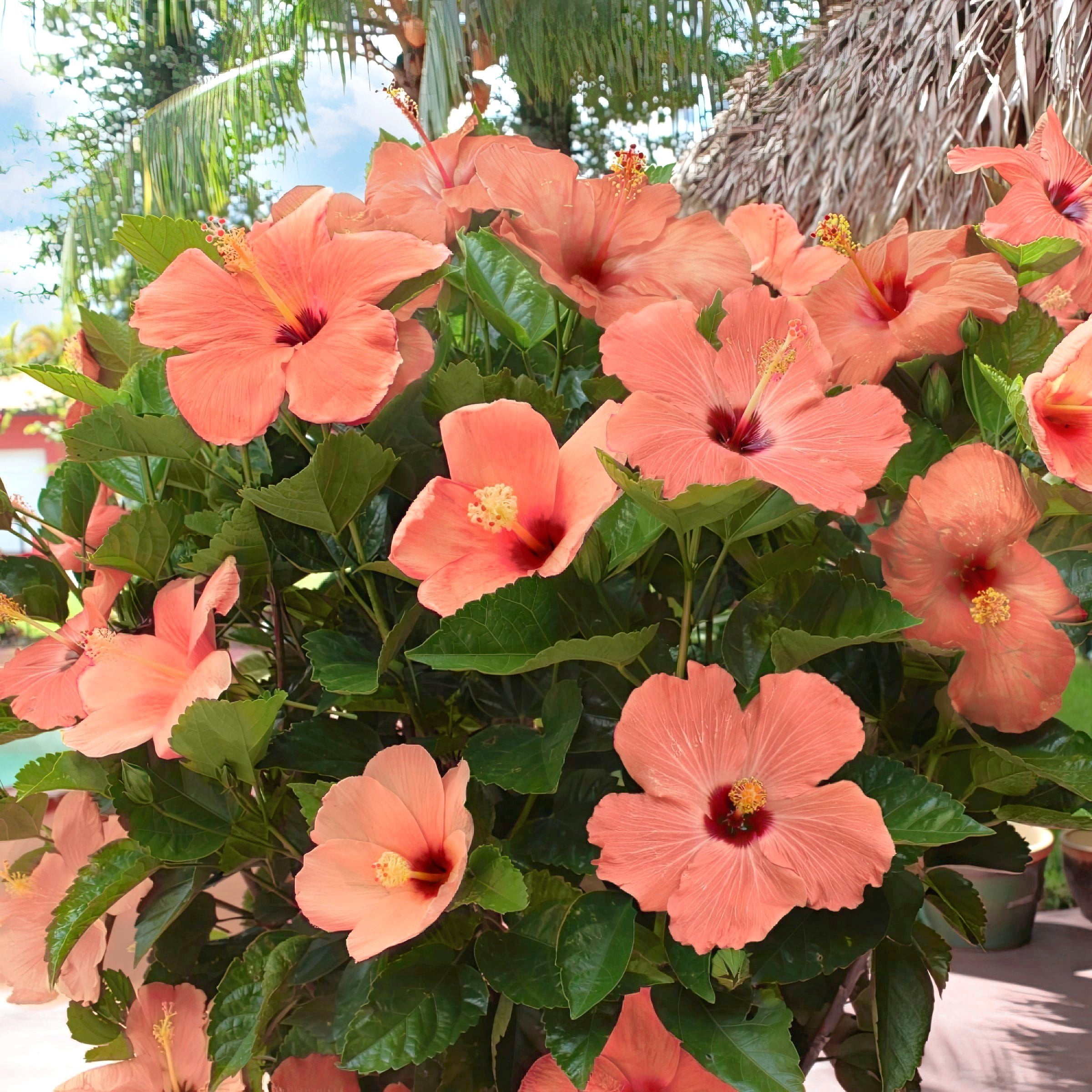 2 gal. Hibiscus Peach Braided Live Annual Tree with Peach Flowers