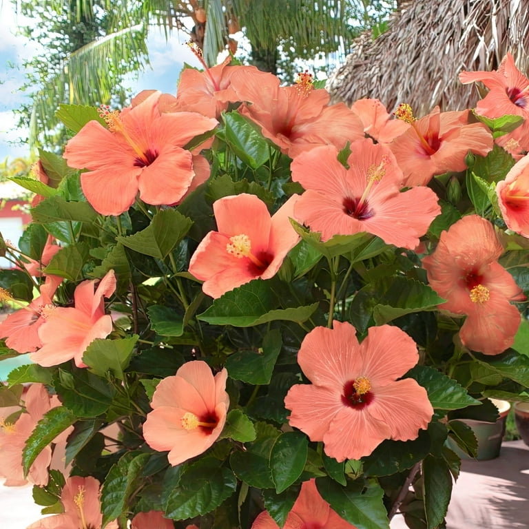 2 gal. Hibiscus Peach Braided Live Annual Tree with Peach Flowers