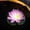 Purple, variant on Tunhigl Water Sensing Solar Powered Floating Lotus Pool Lamp with LED Lights - Automatic On/Off for Ponds, Gardens, Diwali Decor, and Festive Parties Pink