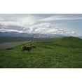 thumbnail image 2 of Posterazzi DPI1865873LARGE Caribou Bull In Alpine Meadow Alaska USA Poster Print, 38 x 24, 2 of 4