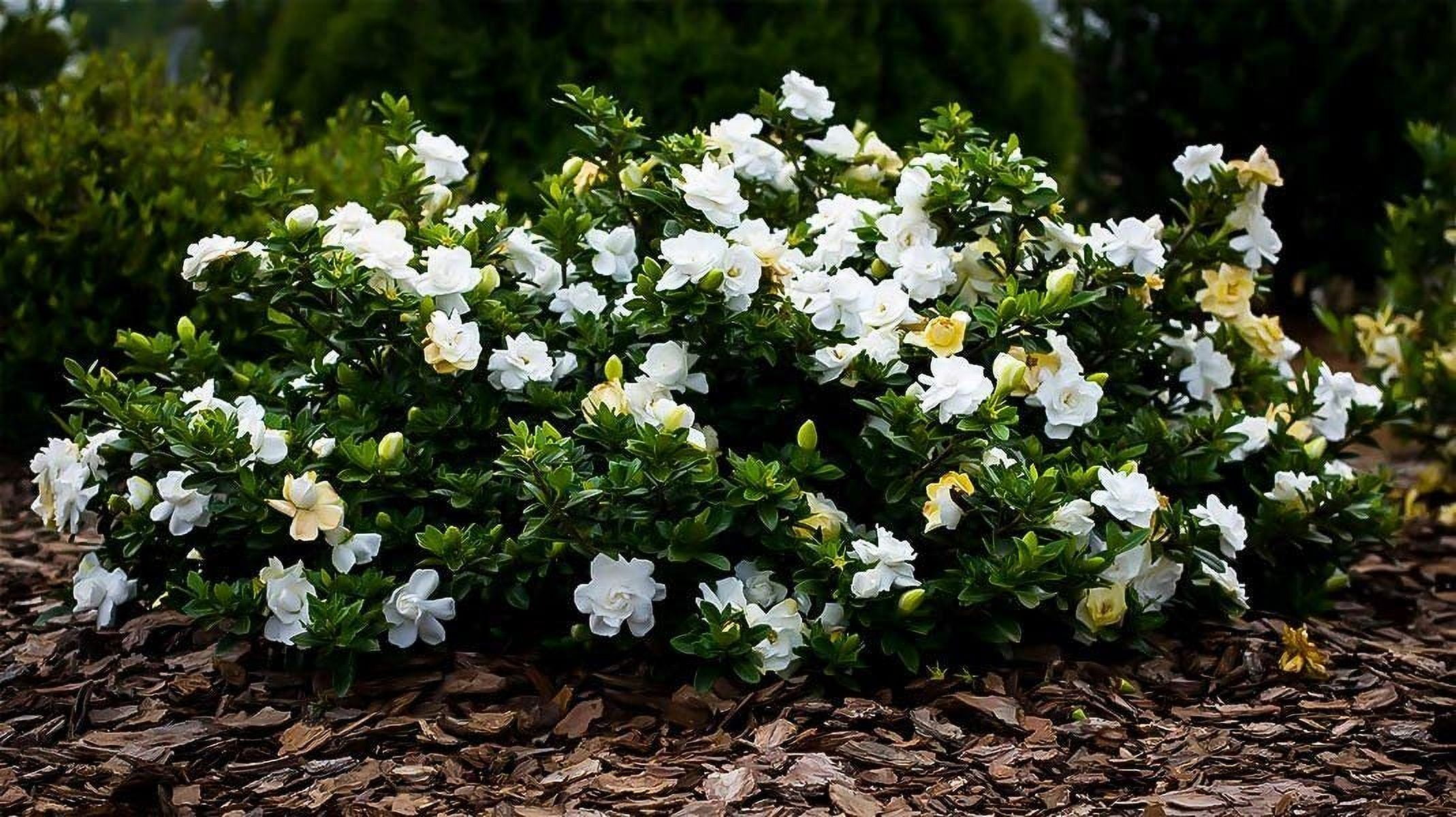 Gardenia Radicans Dwarf  3 Live Plants  Fragrant Blooming Shrub  Gardenia Jasminoides Cape Jasmine