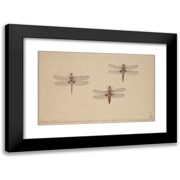 Rochus van Veen 14x11 Black Modern Framed Museum Art Print Titled - Three Dragonflies (1681)