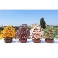 thumbnail image 3 of STARTIST 7inch Feng Shui Crystal Money Wealth Luck Tree for Office Home Desk Decor #8 Pink, 3 of 9
