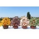 thumbnail image 3 of Árbol de de dinero del cristal del Feng Shui de 7 pulgadas para el ornamento del escritorio del hogar de oficina Rosado Baoblaze Bonsai Crystal Tree, 3 of 8