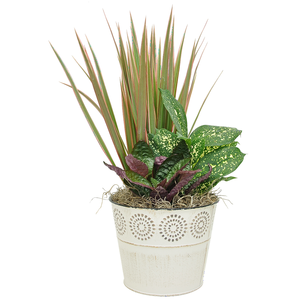 Costa Farms Live Indoor 16in.Tall Exotic Angel® Foliage