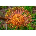 thumbnail image 2 of Engelbrecht, Lisa S. 18x13 White Modern Wood Framed Museum Art Print Titled - Pincushion Flower, 2 of 4