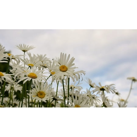 Marguerite Daisy - LAMINATED POSTER Flower Marguerite Plant Spring Bloom Daisy Poster Print 24 x 36