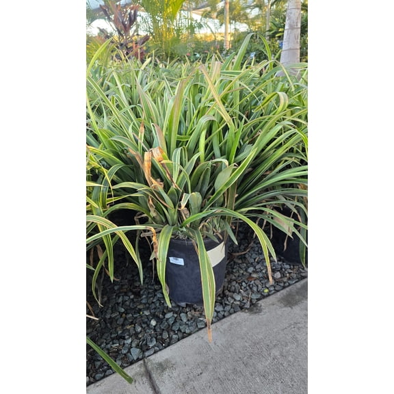 Billbergia nutans (Variegated) in 5 Gallon - Get similar