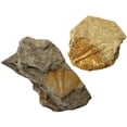 thumbnail image 2 of CNKOO 2Pcs Trilobite Fossil Paleontology Fossil Fun Science Ornaments Teaching Props, 2 of 7