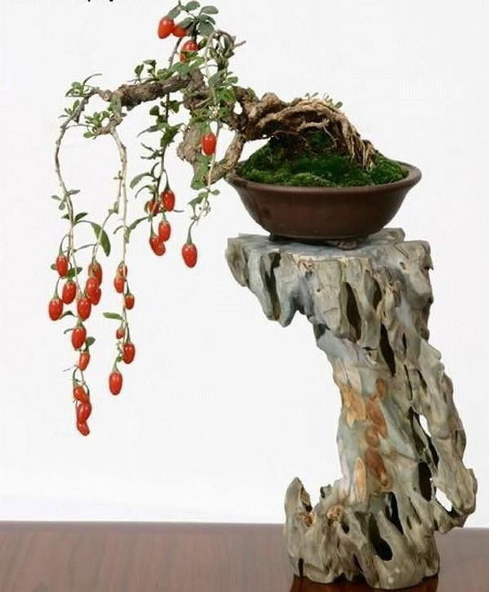 Bonsai Tree Goji Berry Tree Seeds, 10 Pack - Highly Prized Flruit Bonsai -  10 Seeds to Grow