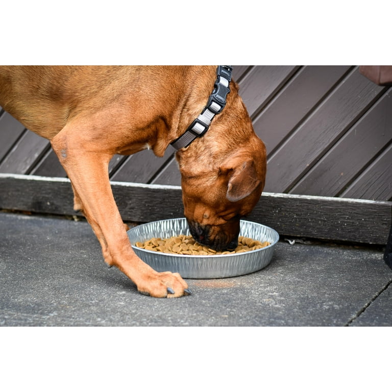 Bergan Classic 3-Quart Galvanized Pet Water Feeder, Ideal for Dogs