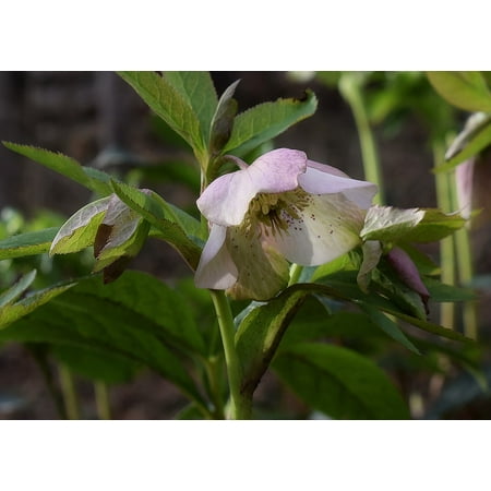 Pink Rose Bud Print - LAMINATED POSTER Bud Pink Hellebore Lenten Rose Pink Lenten Rose Poster Print 24 x 36