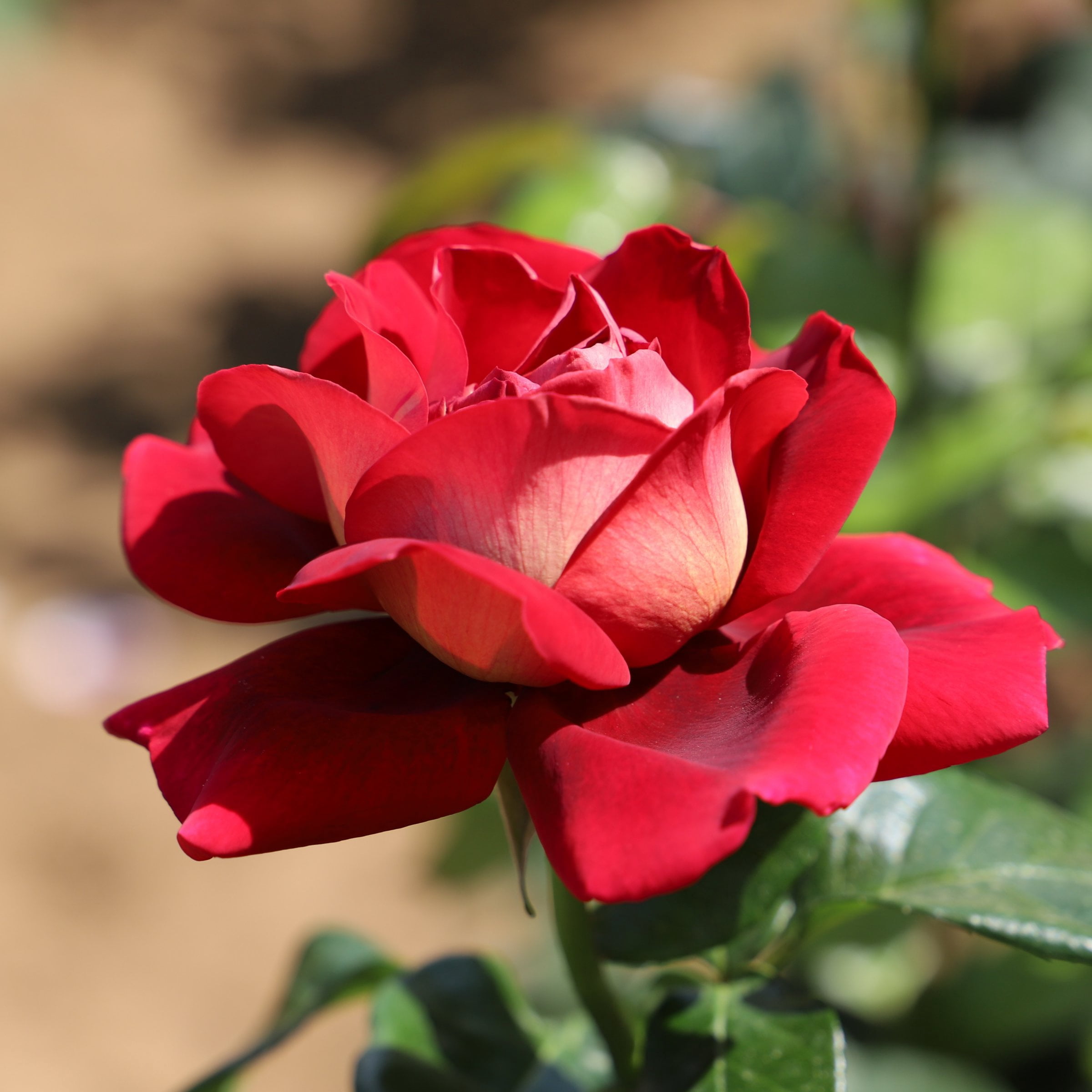 National Plant Network Bare Root Love Rose