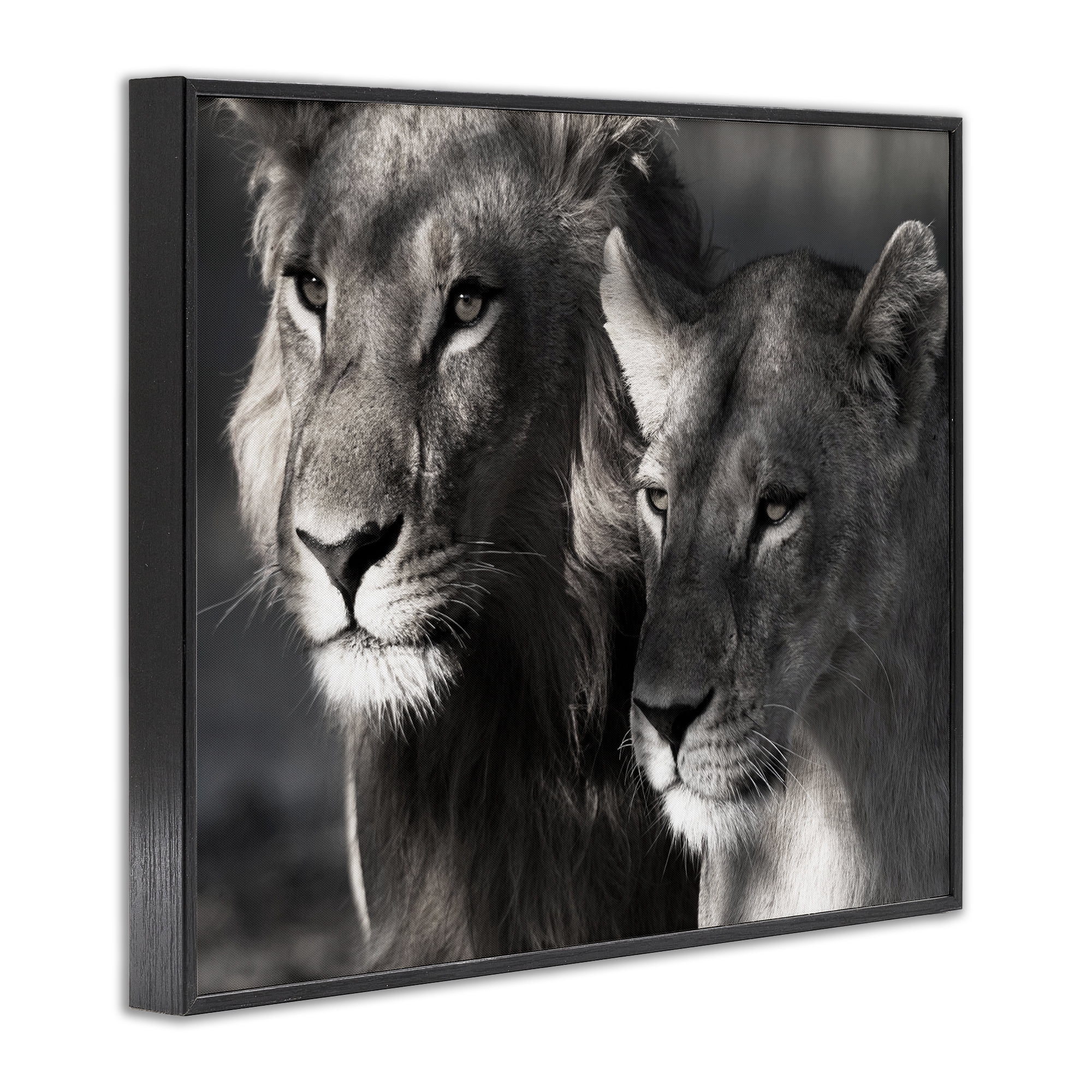 Stupell Industries Strong Lion & Lioness Animals & Insects Photography Black Framed Art Print Wall Art, 20 x 16