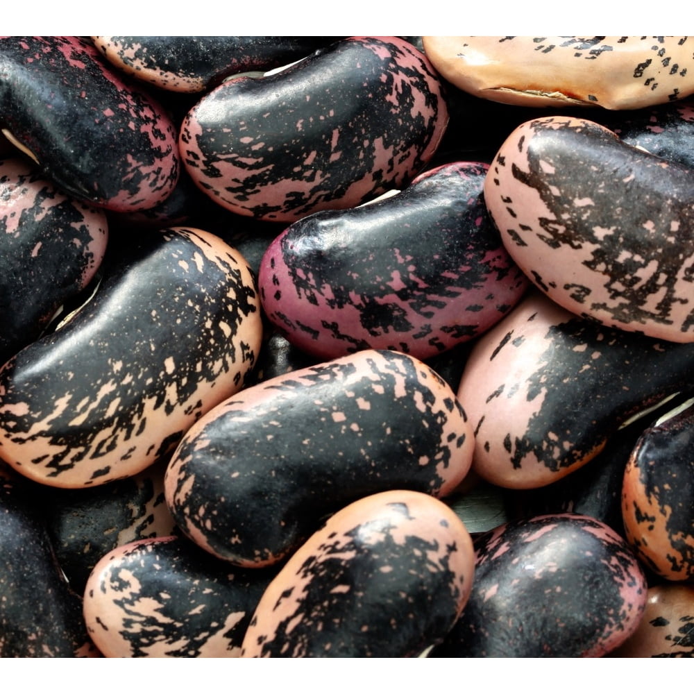 20 Scarlet Runner Bean Seeds NONGMO Fresh Heirloom Garden Seeds