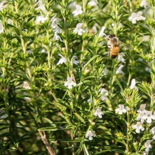 Drought Tolerant Summer Savory Herb Garden Plant Seeds For Xeriscaping - 1 LB