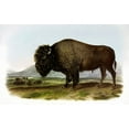 thumbnail image 2 of Audubon, John James 32x22 Black Ornate Wood Framed with Double Matting Museum Art Print Titled - American Bison or Buffalo, 2 of 4