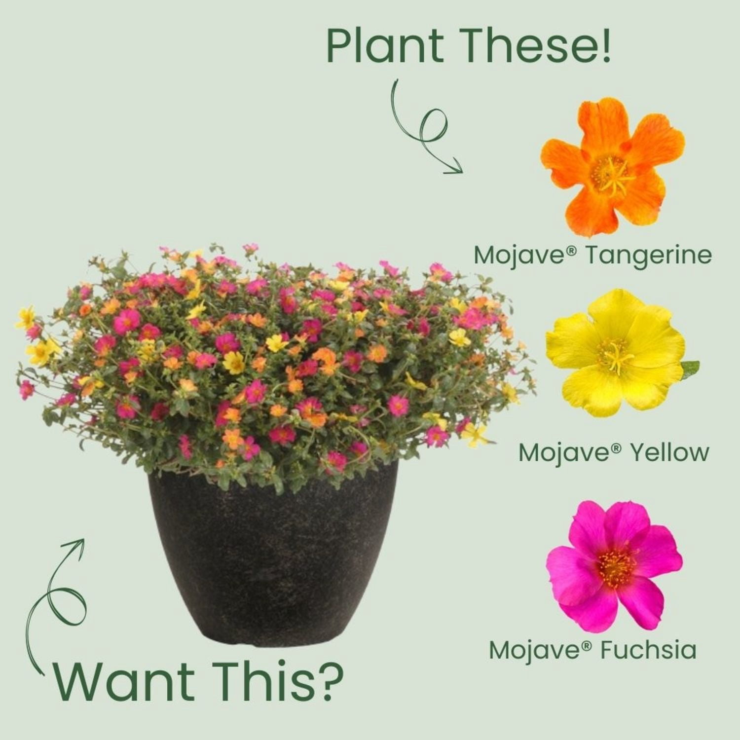 Proven Winners 4" Pink Mojave Fuchsia Purslane Live Plant in 4.25" Pot (4 Count)