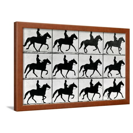 One Stride In Eleven Phases 1881 Illustration From Animals In Motion By Eadweard Muybridge Framed Print Wall Art By Eadweard Muybridge - 