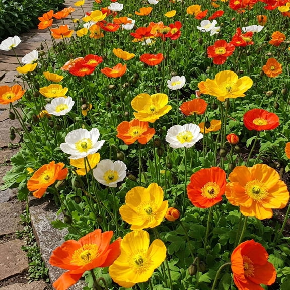 Mr Fothergill's Poppy Iceland Mix Oh Sow Simple Flower Seed Easy to Grow