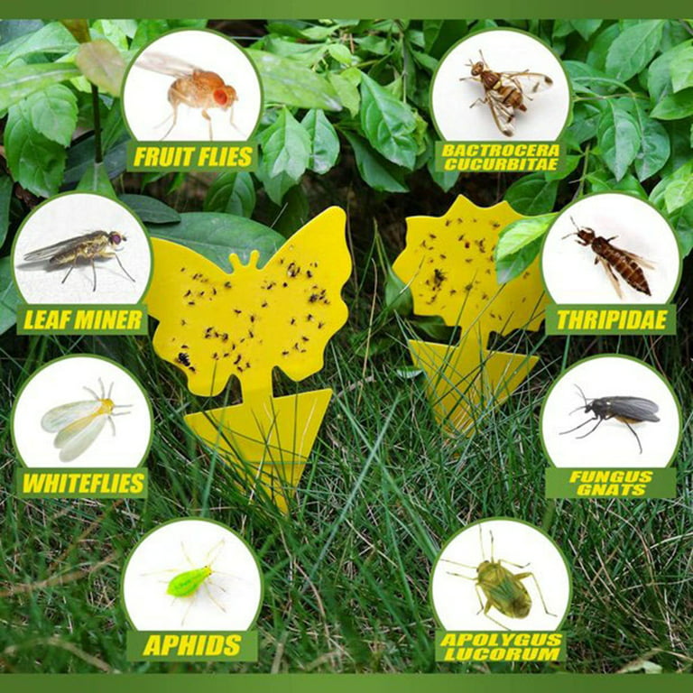 Fruit Fly Traps with Sticky Pads, Fruit Flies Gnat Killer for Plant Indoor  Outdoor, Yellow Gnat Sticky Traps with 2 Refills, Fly Catcher Gnat Trap