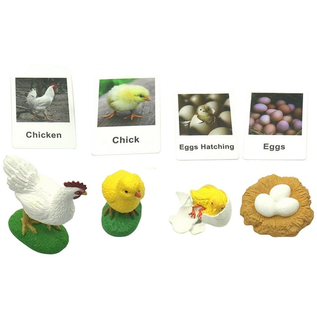 del pollo Figuras Biología Ciencia Juguetes Educativos Preescolar Juguetes de aprendizaje Modelo Figuras para enseñanza Hugo juguetes de crecimiento de pollo