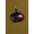 thumbnail image 2 of Posterazzi DPI1769420LARGE A Purple Onion Poster Print by Darren Greenwood, 22 x 34 - Large, 2 of 4
