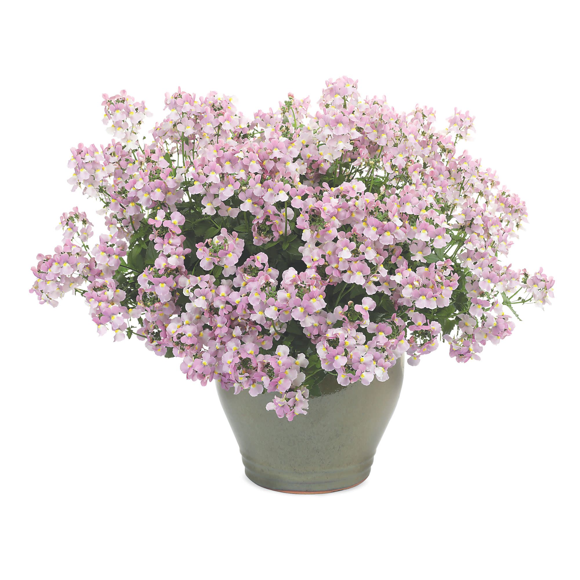 Proven Winners 4" Aromance Pink Nemesia Live Plant in 4.25" Pot (4 Count)