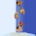 thumbnail image 3 of Milue Pathological Kidney Anatomy Model Shows Symptoms of Diabetes, 3 of 15