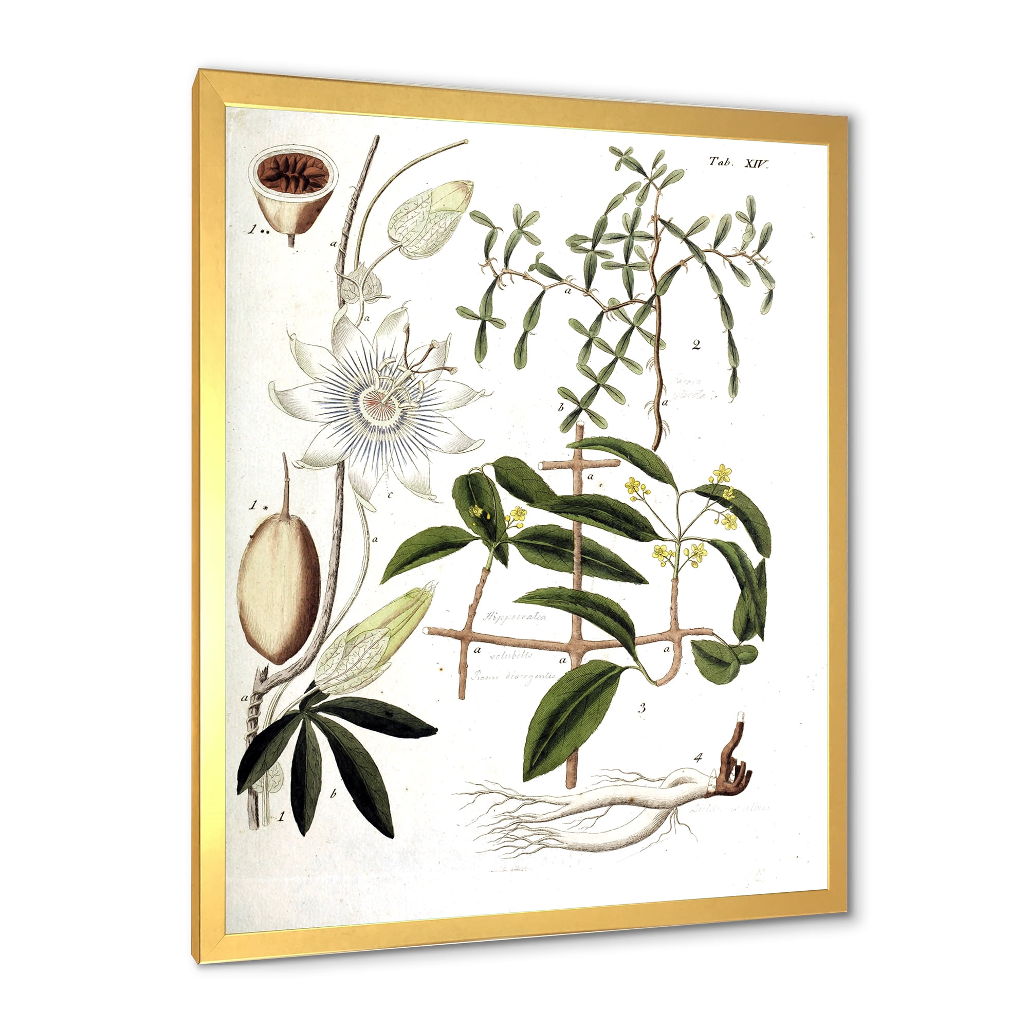 Designart 'Ancient Plant Life IV' Farmhouse Framed Art Print