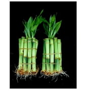 20 Stalks of 4 Inch Straight Lucky Bamboo Green 3 Lbs Organic Good for Feng Shui