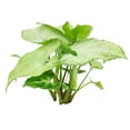 thumbnail image 6 of Syngonium White Butterfly - 4 inch + Minimalist Pot, 6 of 6