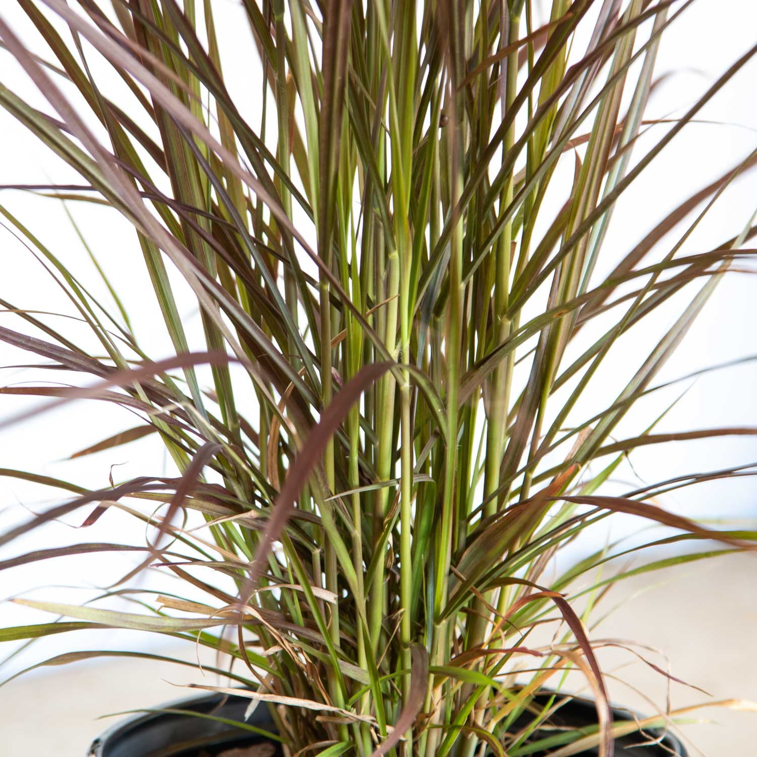 Expert Gardener Rubrum Purple Fountain Grass (2.5 Quart) Ornamental Perennial - Full Sun Live Outdoor Plant