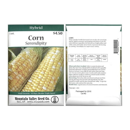 Serendipity Hybrid Triplesweet Corn Garden Seeds - 1 Oz Packet - Non-GMO Vegetable Gardening Seeds - Bicolor Triple Sweet Corn, Corn Seeds (syn) .., By Mountain Valley Seed Company Ship from