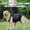 B, variant on Support Slings for Dogs Rehabilitation and Mobility for Senior and Disabled Indoor Outdoor Use Durable TPR Polyester Construction Comfortable Lift Assistance
