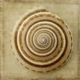 thumbnail image 2 of Art.com Sepia Shell V Art Print by Judy Stalus, 24" x 24", 2 of 4
