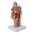 thumbnail image 6 of Nasal Cavity Throat Anatomy Model Human Anatomical Pharynx Larynx Model for Students Study Display Teaching,1 * Nasal Cavity Throat Anatomy Model,As shown, 6 of 8