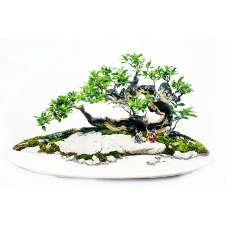 Sacred Fig Bonsai Tree Seeds - 30 Seeds - Ficus Religiosa, Sacred Ficus Tree Seeds Ships from Iowa, Made in USA