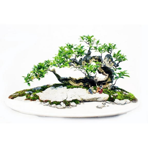 Sacred Fig Bonsai Tree Seeds - 30 Seeds - Ficus Religiosa, Sacred Ficus Tree Seeds Ships from Iowa, Made in USA