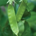 thumbnail image 3 of Burpee Super Snappy Pea Seed, Annual Vegetable Seed, Full Sun, 3 of 6