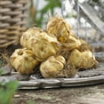 thumbnail image 3 of Van Zyverden Lilies Black List Set of 8 Bulbs Black Partial Sun Perennial Easy to Grow 2 lbs, 3 of 8
