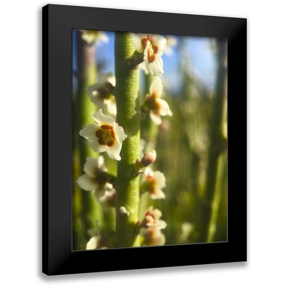 Grayscale 12x14 Black Modern Framed Museum Art Print Titled - Pencil Buds I