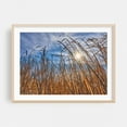 thumbnail image 2 of Wetland Cattails - Minnesota Photography Nature Scenic Landscape Autumn Rustic Pastoral Minimalist Unframed Wall Art Print 18 x 24 inches, 2 of 7