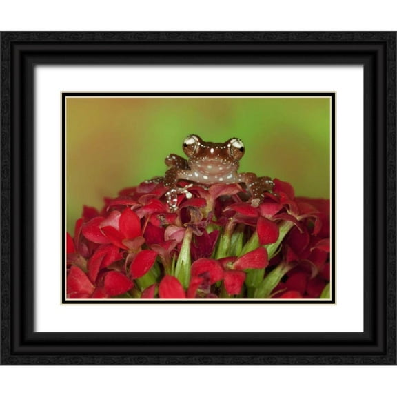 Flaherty, Dennis 18x15 Black Ornate Wood Framed with Double Matting Museum Art Print Titled - Borneo Cinnamon Tree Frog on red flowers
