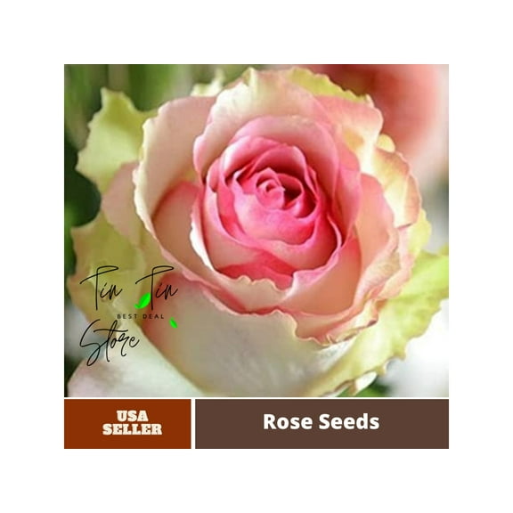 30 Rare seed- Dancing Queen Rose Bush- #1090-Authentic Seeds-Flowers-Seeds-Rose seeds-Herb seeds-Vegetable Seeds-Mix Seeds for Plant- B3G1
