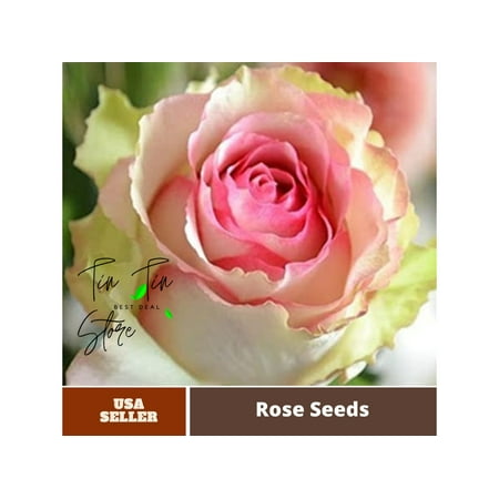 30 Rare seed- Dancing Queen Rose Bush- #1090-Authentic Seeds-Flowers-Seeds-Rose seeds-Herb seeds-Vegetable Seeds-Mix Seeds for Plant- B3G1 30 Rare seed- Dancing Queen Rose Bush- #1090-Authentic Seeds-Flowers-Seeds-Rose seeds-Herb seeds-Vegetable Seeds-Mix Seeds for Plant- B3G1